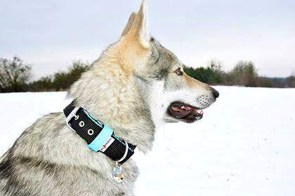 wolfdog balon.jpg